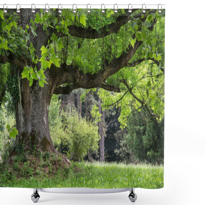 Personality  Massive Maple Tree In The Park Shower Curtains