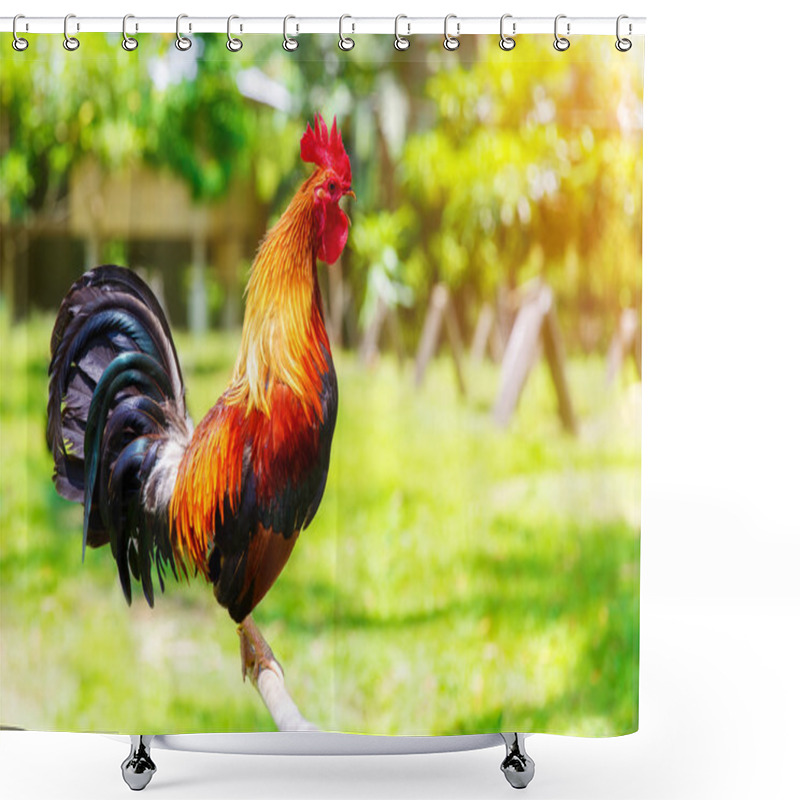 Personality  2017 Chinese New Year Of The Cock / Rooster. Celebration Backgro Shower Curtains