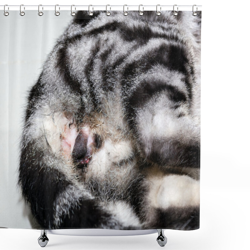 Personality  Neutering Of American Shorthair Cat Shower Curtains