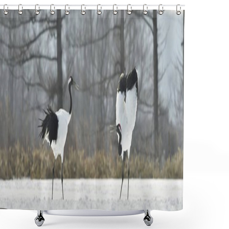 Personality  The Ritual Marriage Dance Of Cranes. The Red-crowned Cranes. Scientific Name: Grus Japonensis, Also Called The Japanese Crane Or Manchurian Crane, Is A Large East Asian Crane. Shower Curtains