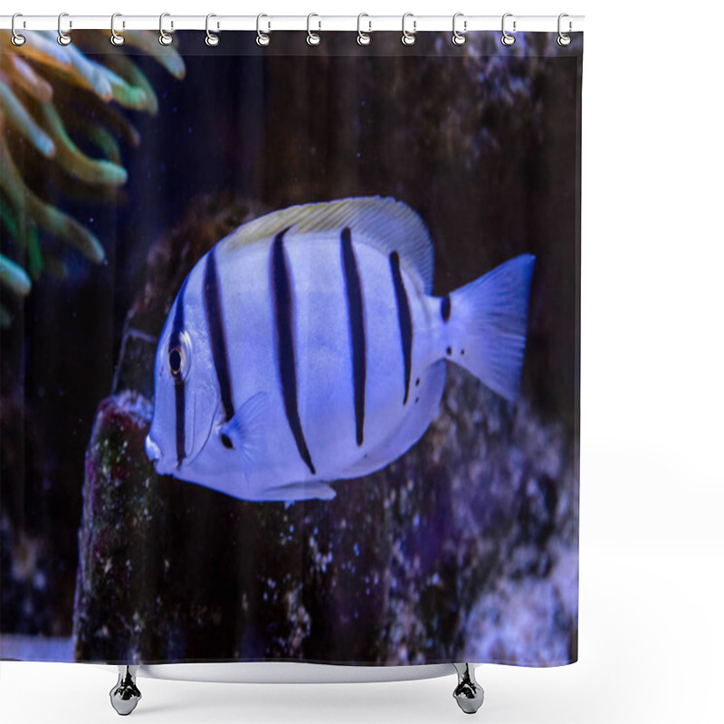 Personality   Acanthurus Triostegus Fish Shower Curtains