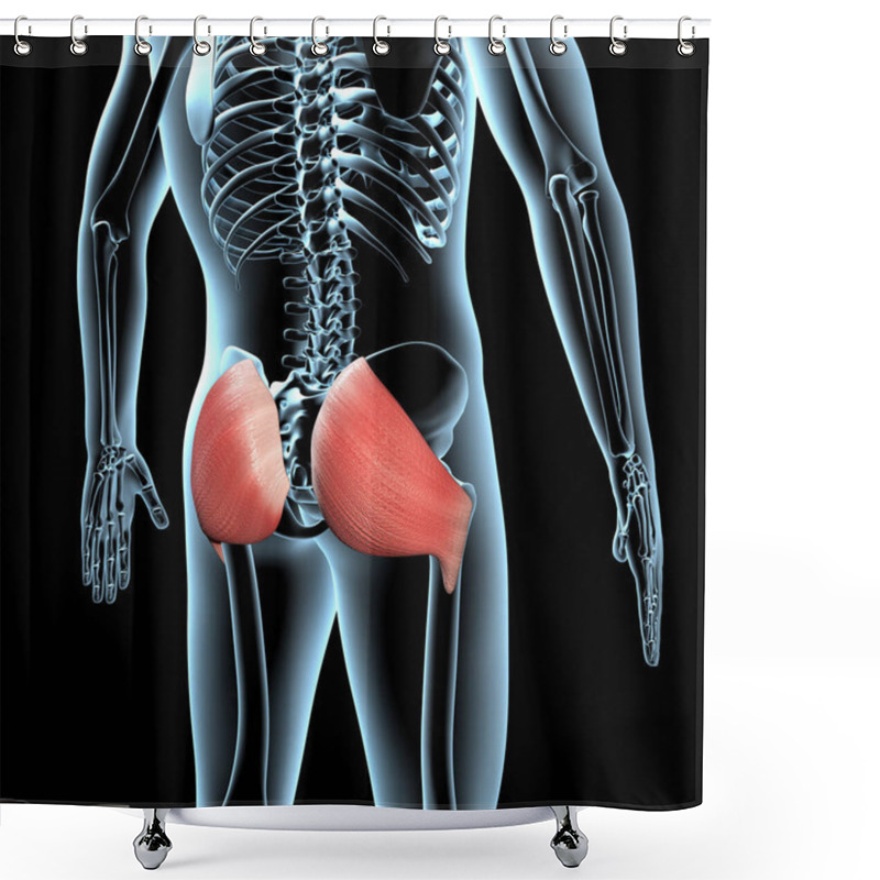 Personality  This 3d Illustration Shows The Gluteus Maximus Muscles Anatomical Position On  Xray Body Shower Curtains