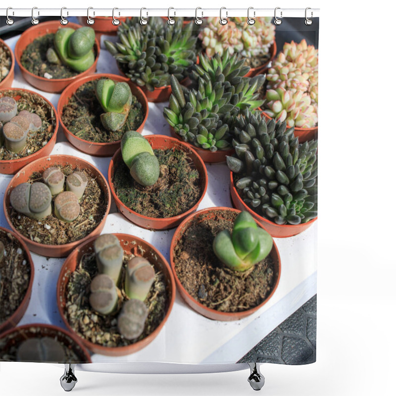 Personality  Succulent Cactus Garden In Plastic Pot With A Variety Of Cataceas. Interior Decoration. Miniature Home Flowers Succulents And Cactus In The Greenhouse Nature Background Close Up Shower Curtains