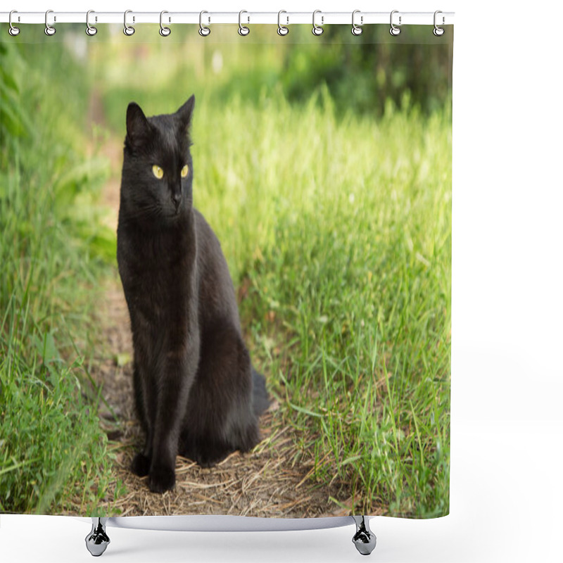 Personality  Bombay Black Cat In Green Grass. Outdoors, Nature Shower Curtains