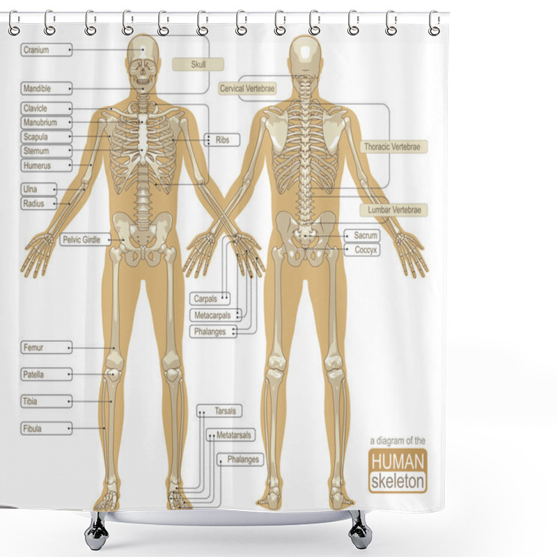 Personality  A Diagram Of The Human Skeleton Shower Curtains