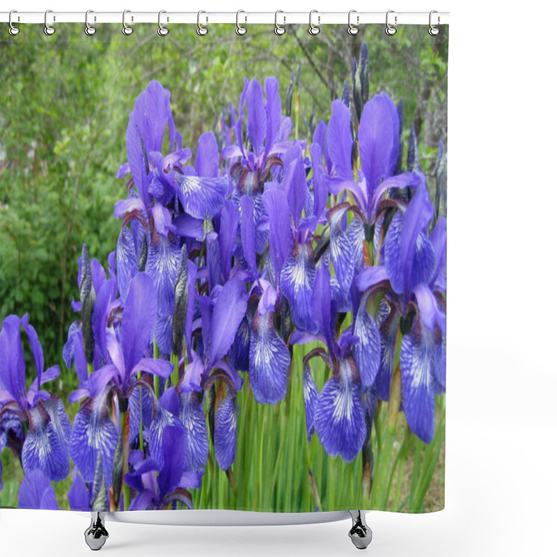 Personality  Iris Flowers Shower Curtains