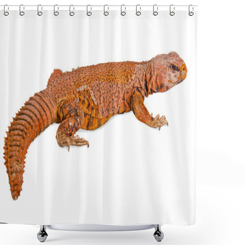 Personality  Lizard (uromastyx) Shower Curtains