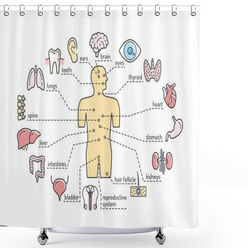 Personality  Medical Anatomy Vector Infographics Poster With Human Body Inter Shower Curtains