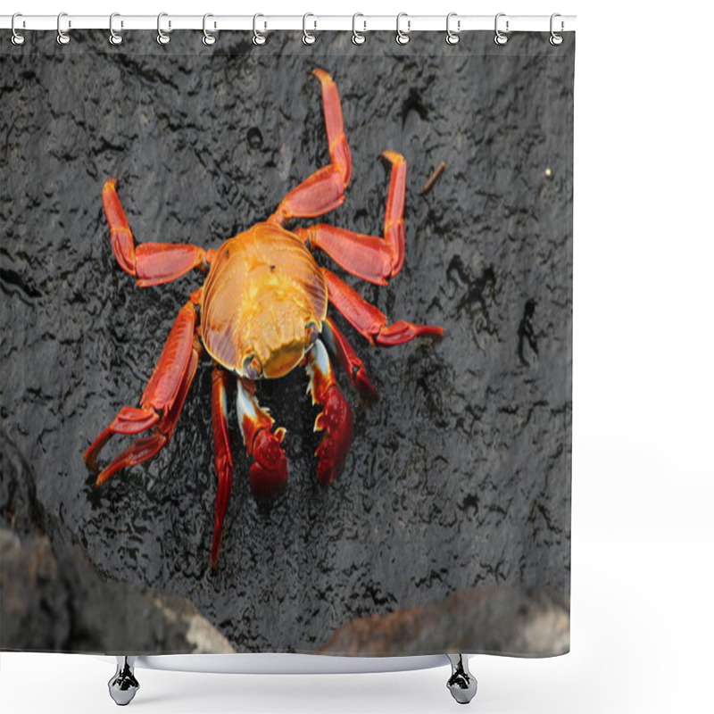 Personality  Crab On The Ground In The Cave Shower Curtains