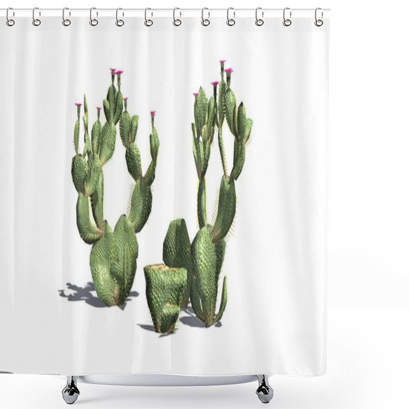 Personality  Various Beavertail Cactus Plants With Beautiful Pink Blossoms - Isolated On White Background Shower Curtains