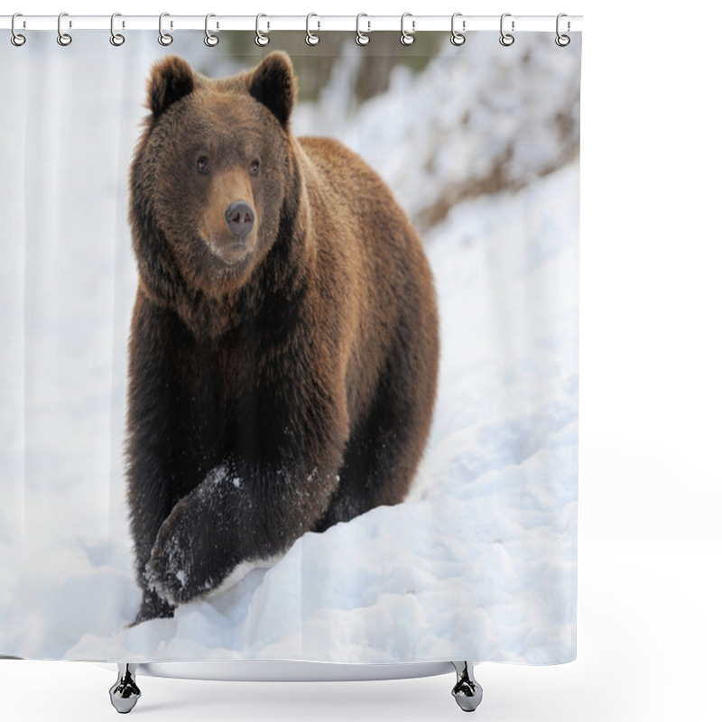 Personality  Bear In Winter Shower Curtains