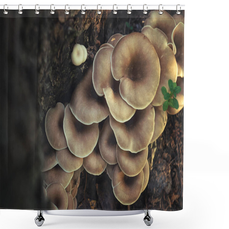 Personality  Mushrooms Grow On A Tree Trunk In Autumn Forest Shower Curtains