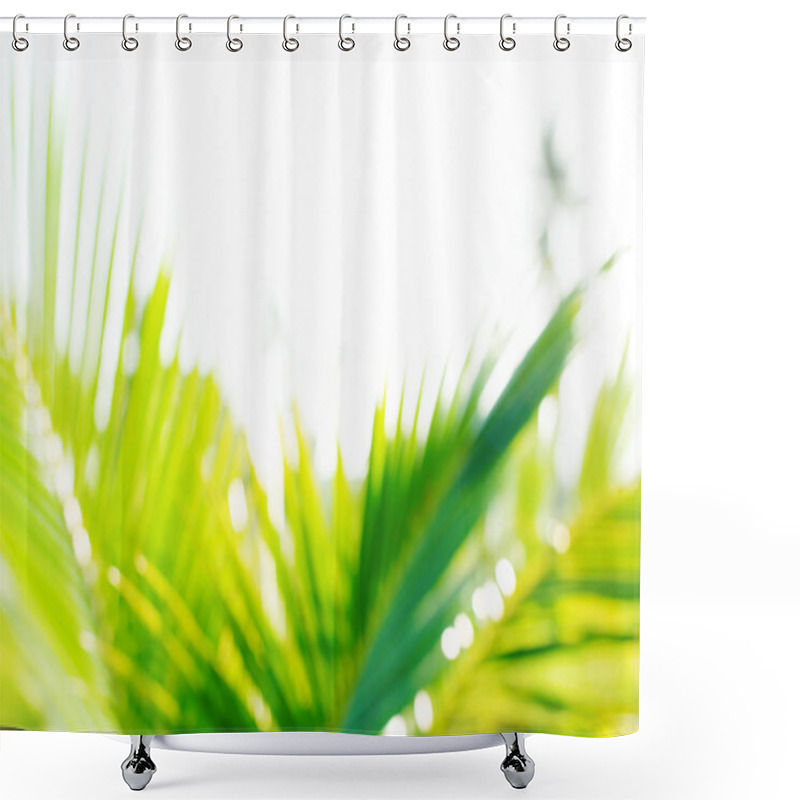 Personality  Defocused Exotic Young Growing Coconut Palm Tree Shower Curtains