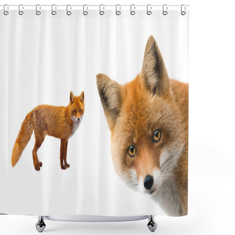 Personality   Fox Isolated On White Background Shower Curtains