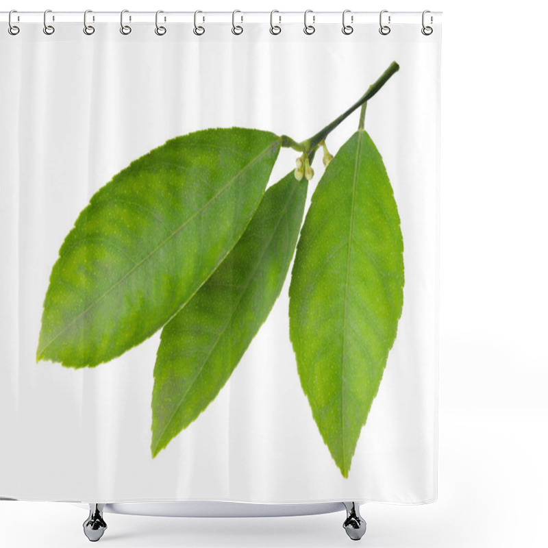 Personality  Fresh Twig With Green Citrus Leaves Isolated On White Shower Curtains