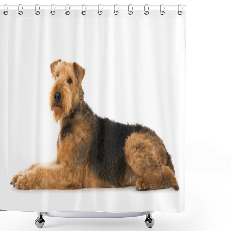 Personality  Airedale Terrier Dog Isolated On White Shower Curtains