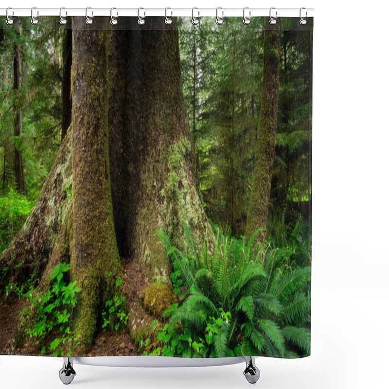 Personality  The Carmanah Walbran Provincial Park Covered In Greenery Under The Sunlight In Canada Shower Curtains