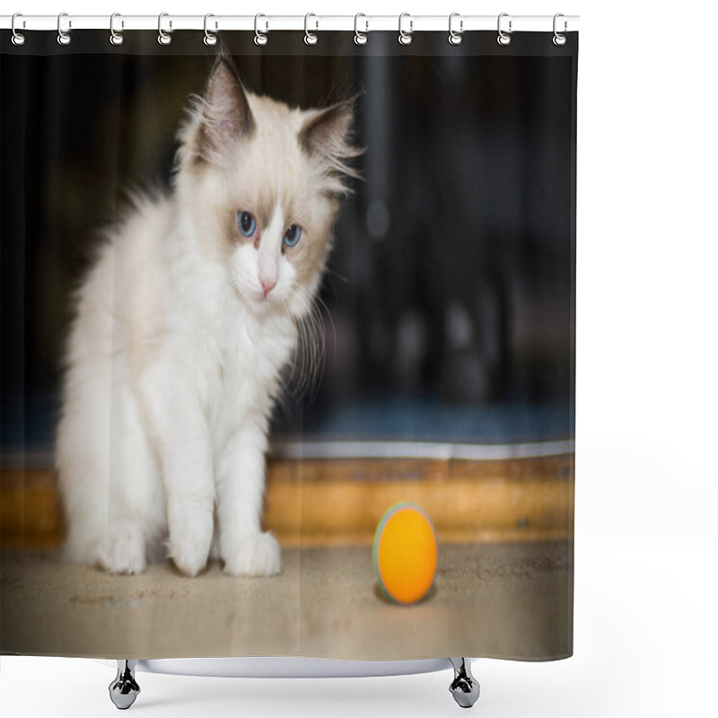 Personality  Small Two Month Old Ragdoll Kitten At Home Shower Curtains