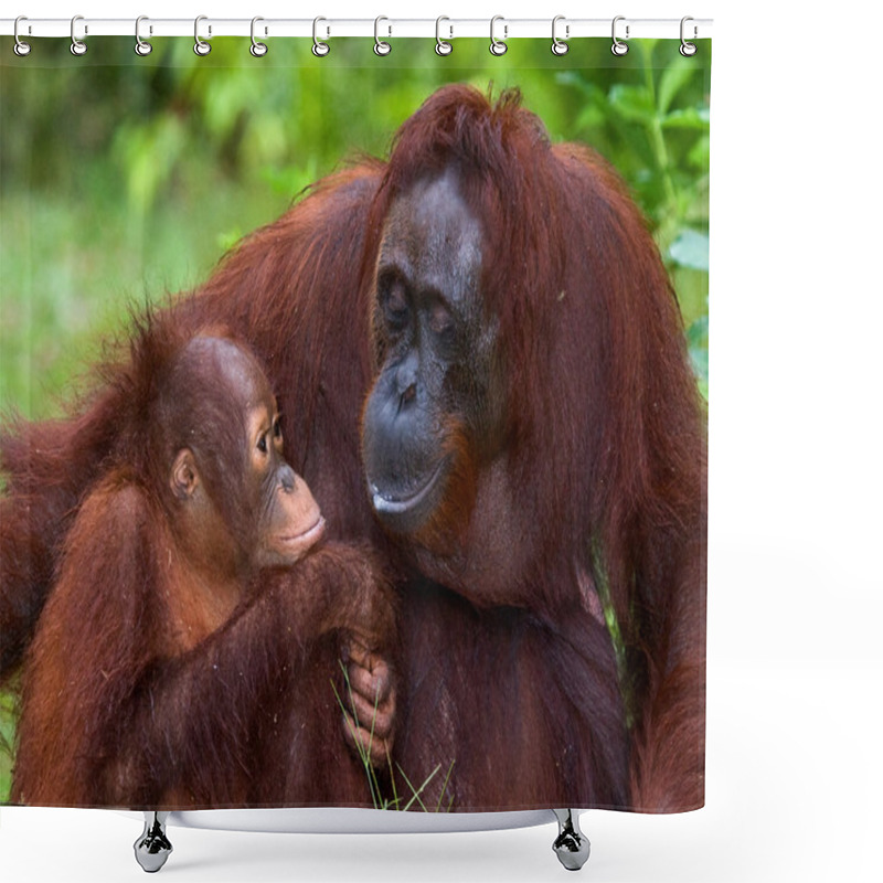 Personality  Two Orangutans  Indonesia. Shower Curtains