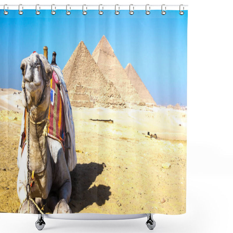 Personality  Desert Camel In Fromt Of The Great Pyramid Of Giza, UNESCO World Heritage Site, Cairo, Egypt. Shower Curtains