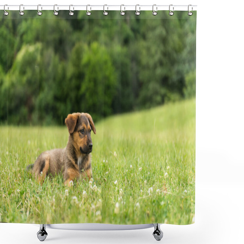 Personality  A One Year Old Female Dog. Shower Curtains