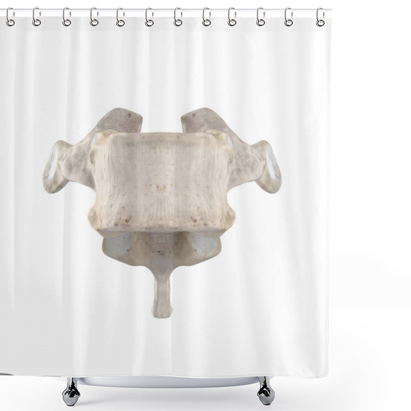 Personality  T8 Thoracic Vertebra  Isolated On White Anterior View Shower Curtains