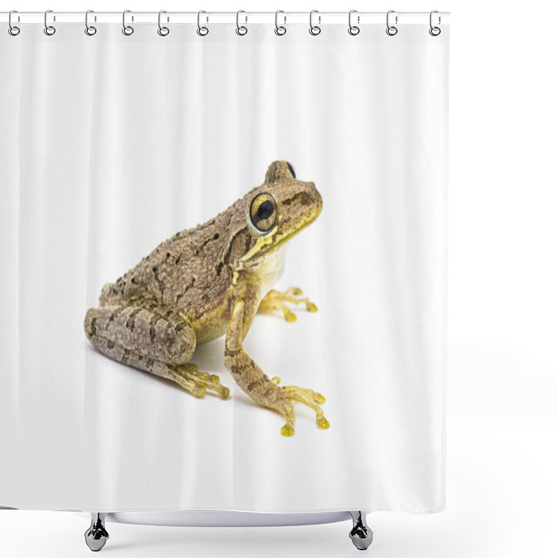 Personality  Cuban Tree Frog - Osteopilus Septentrionalis - Isolated Cutout On White Background.  Large Toe Pads Visible Shower Curtains