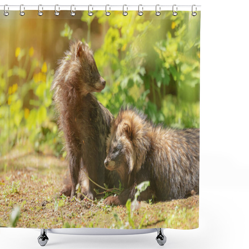 Personality  Common Raccoon Dogs Sitting Together In Their Natural Environment And Basking In The Sun, Nyctereutes Procyonoides, Chinese Or Asian Raccoon Dog. Pair Of Animals. Animal Protection Shower Curtains