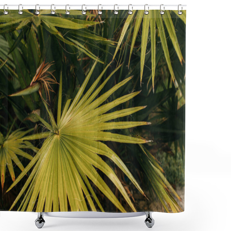 Personality  Top View Of Tropical And Green Palm Leaves  Shower Curtains