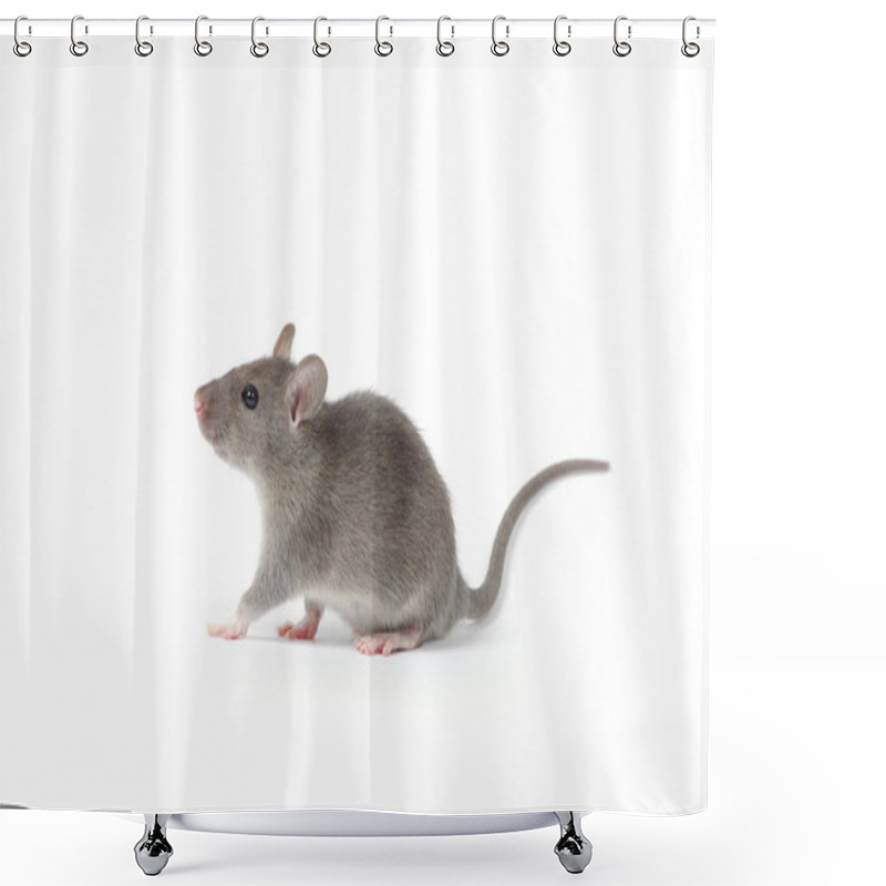 Personality  Cute Gray Rat  Shower Curtains