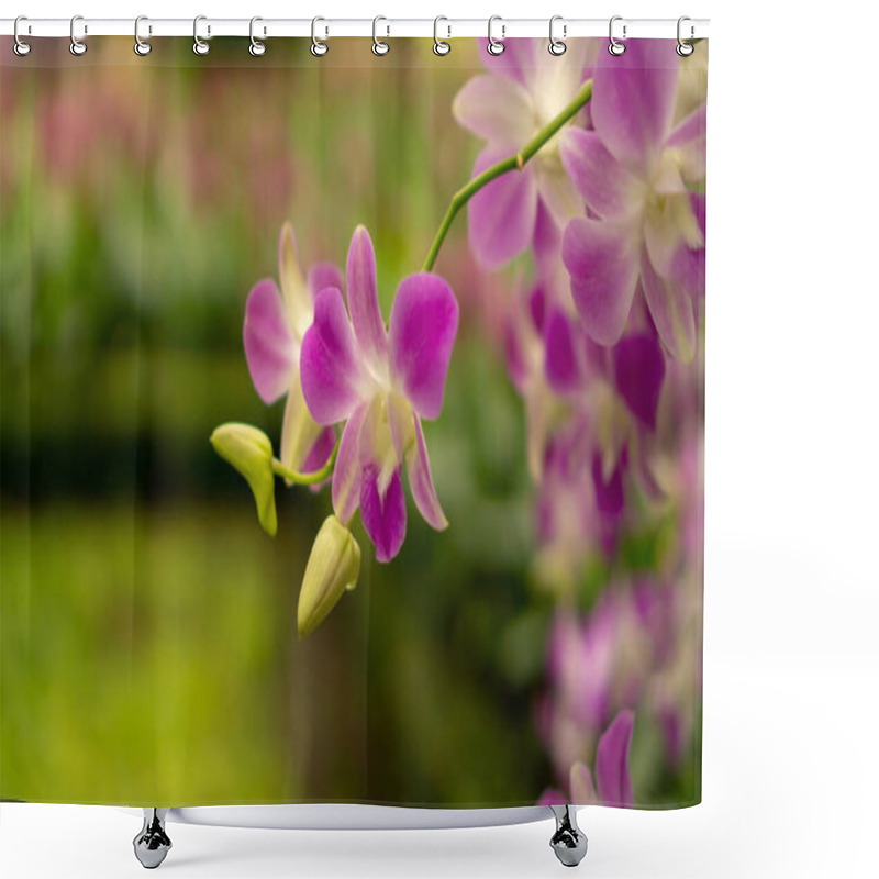 Personality  Bunches Of Pink Petals Dendrobium Hybrid Orchid Bloosom On Dark Green Leaves Blurry Background  Shower Curtains