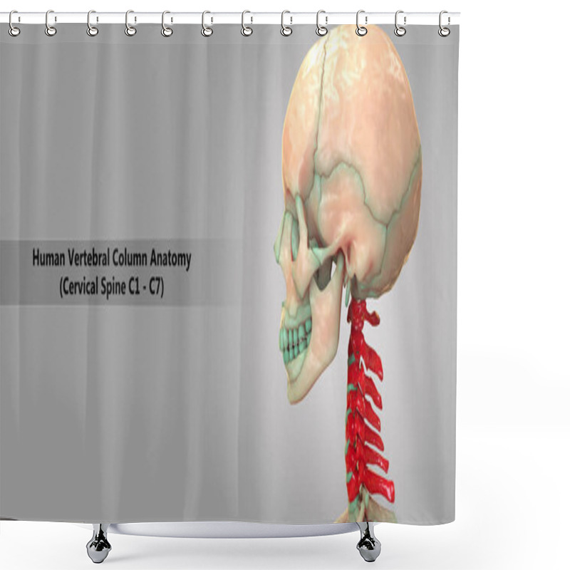 Personality  3D Illustration Of Human Skeleton System Vertebral Column Cervical Vertebrae Anatomy Shower Curtains