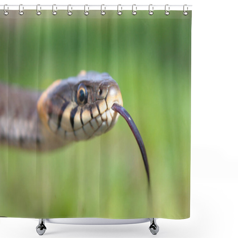 Personality  Funny grass snake shower curtains