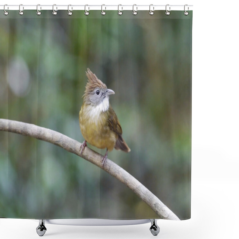 Personality  Ochraceous Bulbul Shower Curtains