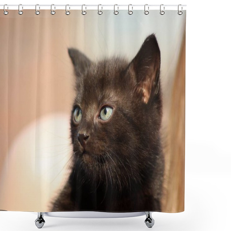 Personality  Black Cats Puppy In Closeup Shower Curtains