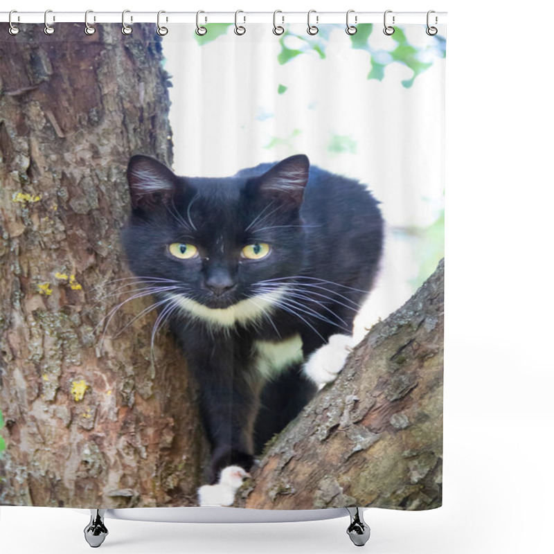 Personality  Fluffy Cat Is Sitting On A Tree Branch. Pet. Cat For A Walk In The Yard. The Cat Is Climbing Trees. Shower Curtains