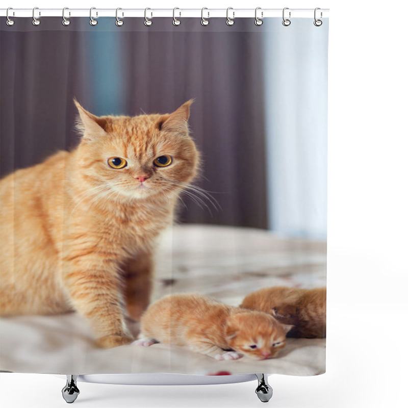 Personality  Mother Cat With Kitten Shower Curtains