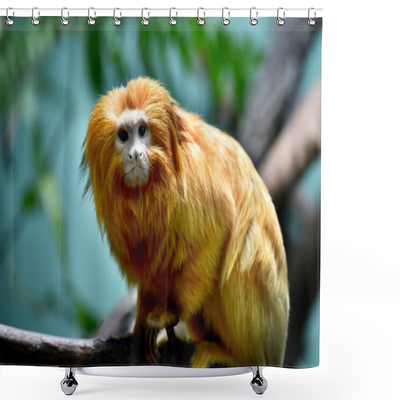 Personality  Golden Lion Tamarin Shower Curtains