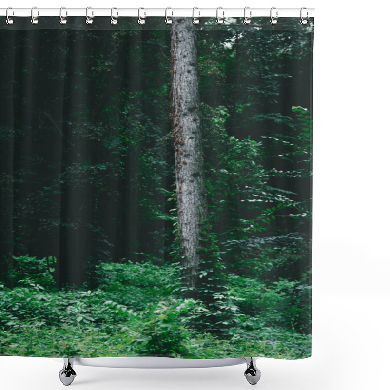 Personality  Dramatic Shot Of Pine Tree Trunk In Green Forest Shower Curtains