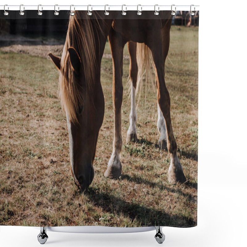 Personality  Brown Beautiful Horse Grazing On Meadow In Countryside Shower Curtains