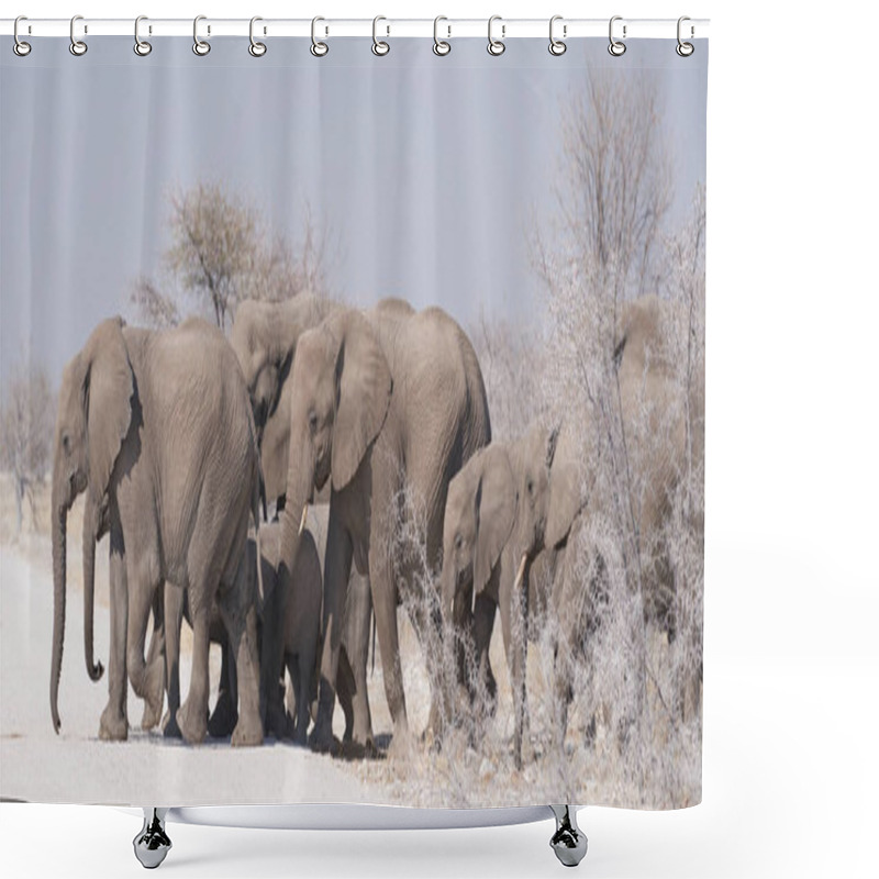 Personality  Group Of African Elephant (Loxodonta Africana) Crossing A Gravel Road En Route To A Waterhole In Etosha National Park, Namibia Shower Curtains