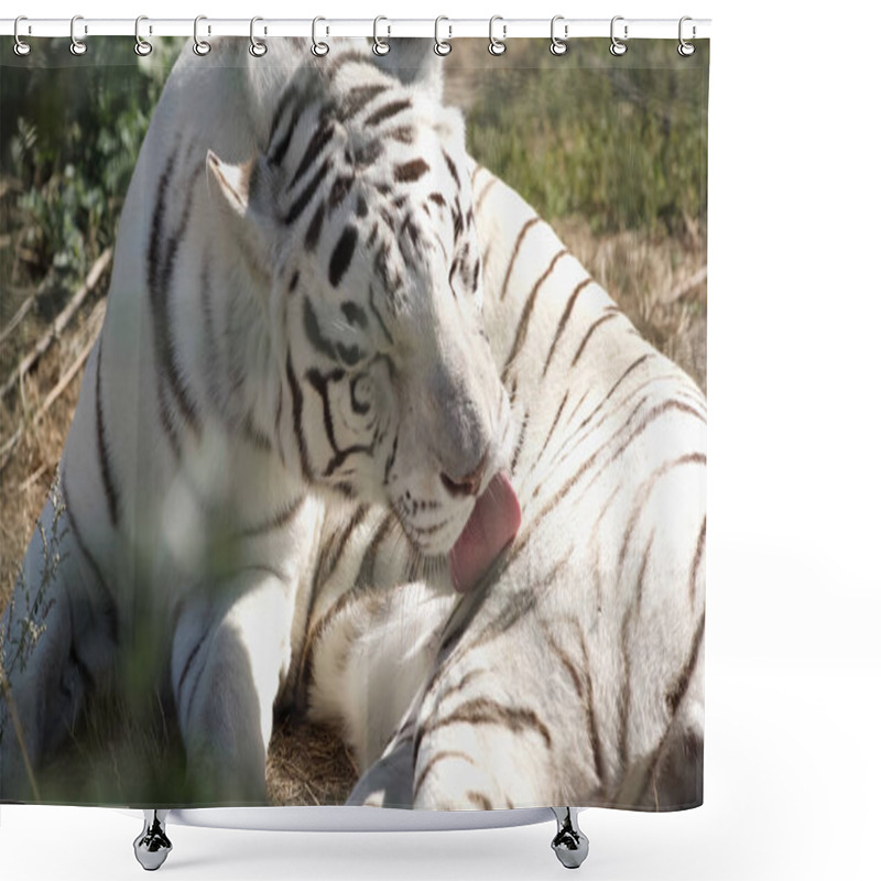 Personality  Sunlight On Striped White Tiger Licking Fur Outside  Shower Curtains