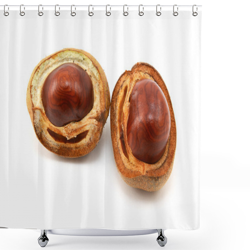 Personality  Shiny Brown Conkers In Smooth Cases  Shower Curtains