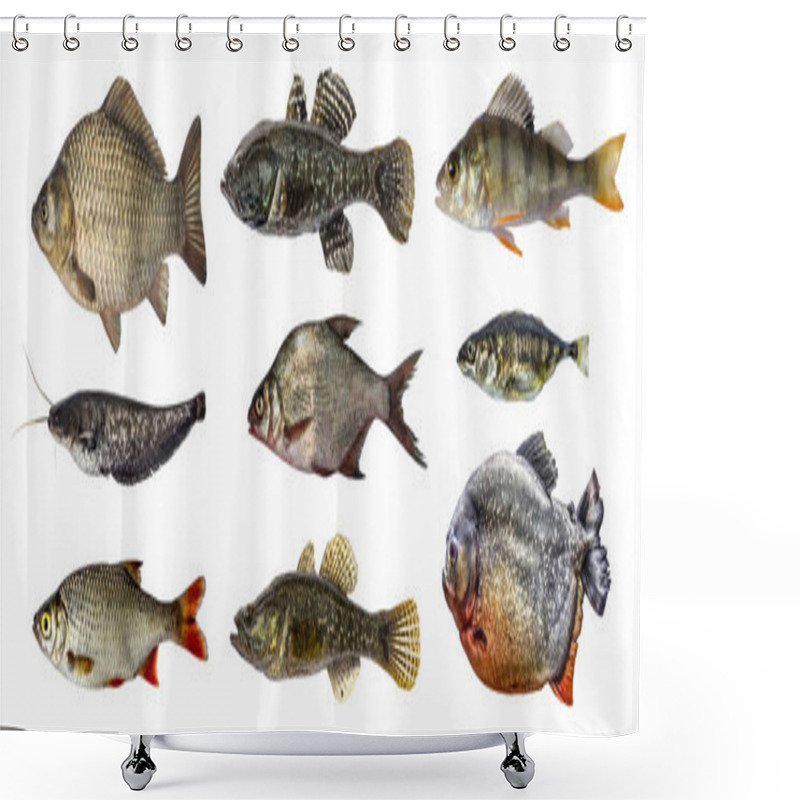 Personality  Isolated Fish Collection Set Shower Curtains