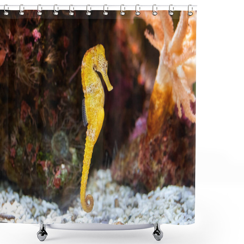 Personality  Slender Seahorse In The Rocky Aquarium (Hippocampus Reidi). Front View Shower Curtains