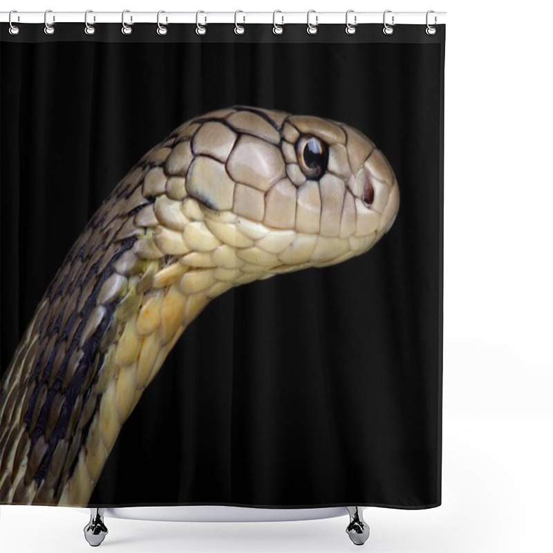 Personality  Chinese King cobra on dark background, close-up   shower curtains