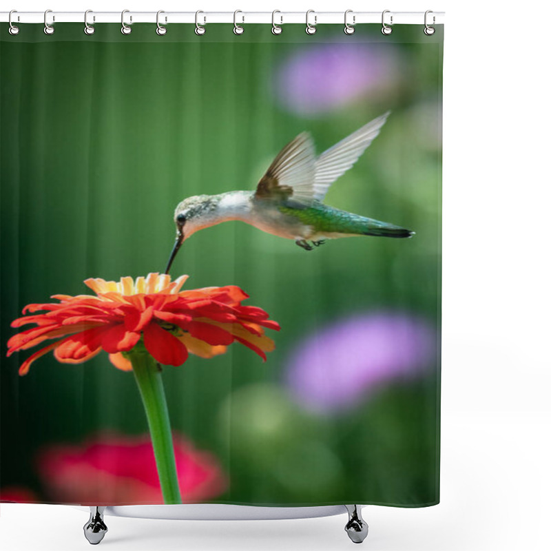 Personality  Ruby Throated Hummingbird With Flower Shower Curtains