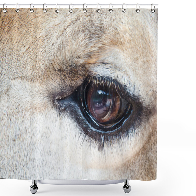 Personality  Eye Of Giraffe. Shower Curtains