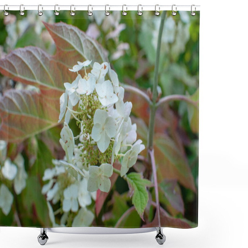 Personality  The Closed-Up White Flower Hydrangea In The Park Shower Curtains