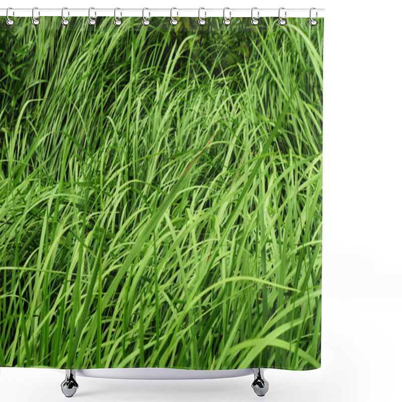 Personality  Green Grass Bush Leaves Lean In The Wind, Vetiver Plant Field Shower Curtains